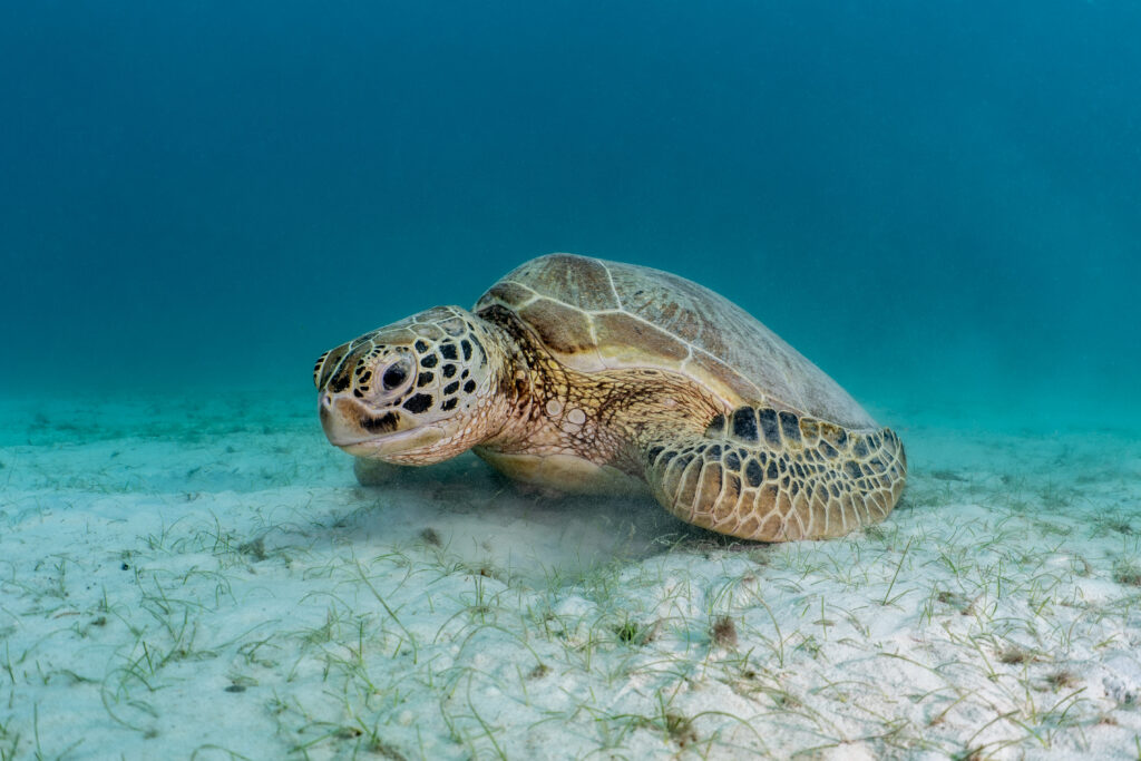Crystal clear turquoise waters and scenic beaches of Perhentian Islands, Malaysia, the home of YBD Dive Centre.