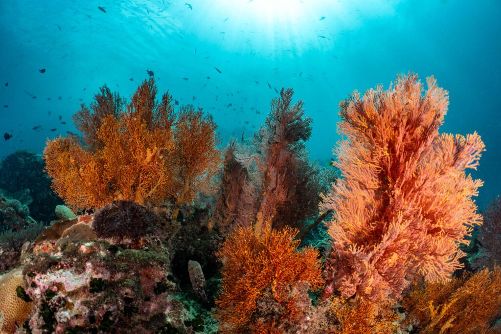Crystal clear turquoise waters and scenic beaches of Perhentian Islands, Malaysia, the home of YBD Dive Centre.