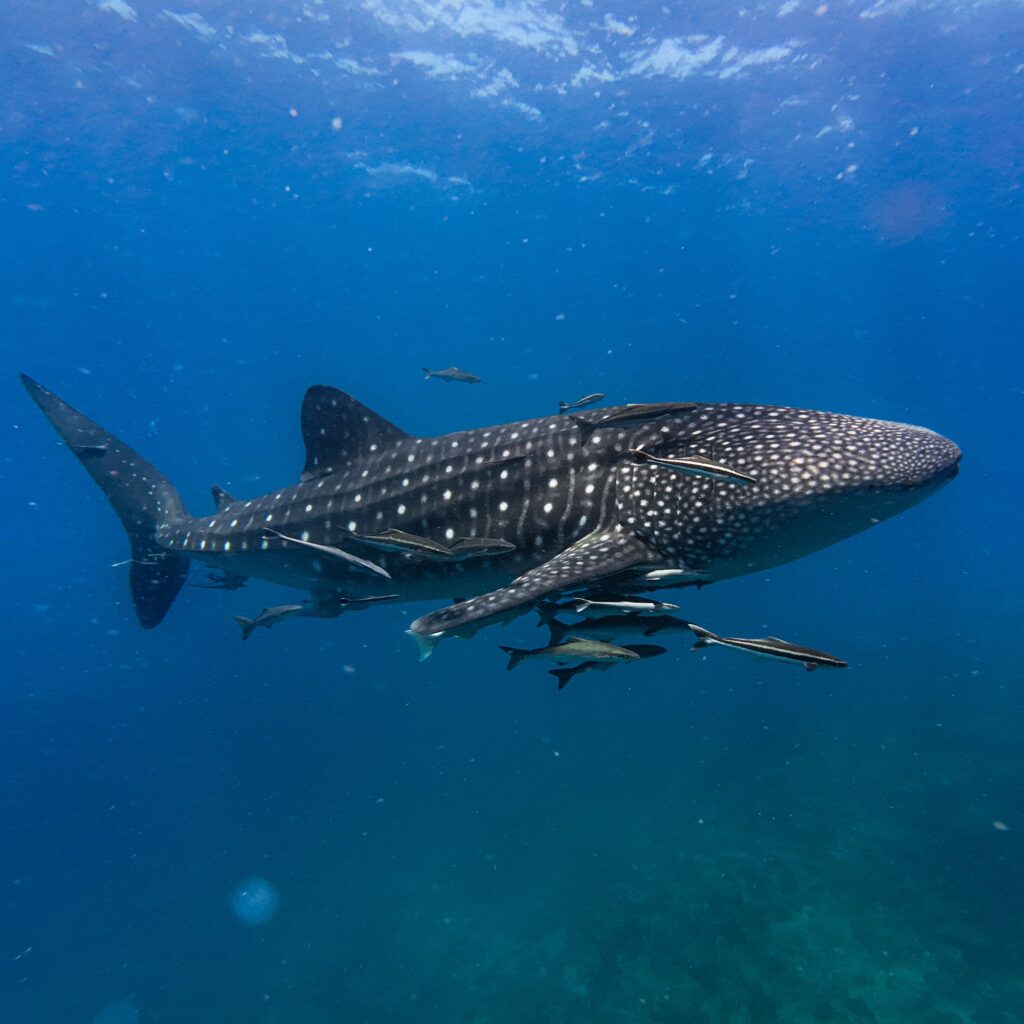 Whale Shark at Tokong Laut